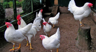 Jak chovat kuřata v zemi?